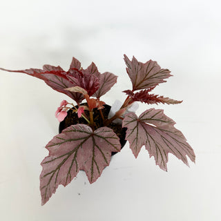 Begonia 'Lamoon' [#2313]