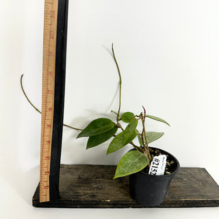 Hoya 'Rime' (splash) [#2152]