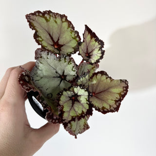 Begonia 'Dolce Vita' [#2053]