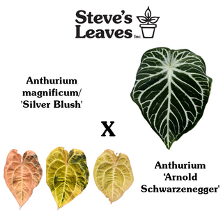 Anthurium magnificum/‘Silver Blush' x 'Arnold Schwarzenegger' - Seed pack