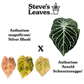 Anthurium magnificum/‘Silver Blush' x 'Arnold Schwarzenegger'
