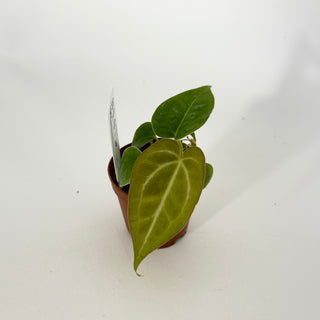Anthurium 'Blue Velvet' x self - 2 Seedlings [#1473]