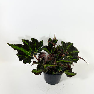 Begonia 'Texas Red Star' [#2098]