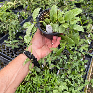 Hoya sp. ETS 10