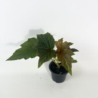 Begonia leathermaniae [#2125]