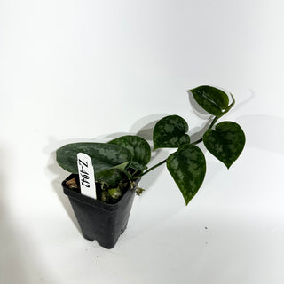 Z-4942 - Scindapsus pictus 'Black Mamba'