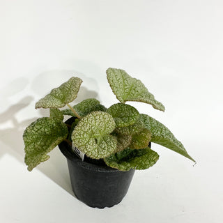 Begonia 'Steve's Leaves Dewfrost' [#2018]