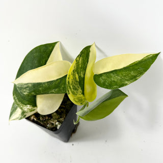 Scindapsus pictus 'Jade Satin' aurea-variegata [#1768]