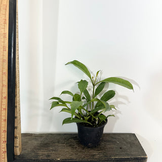 Hoya occultata [#2191]