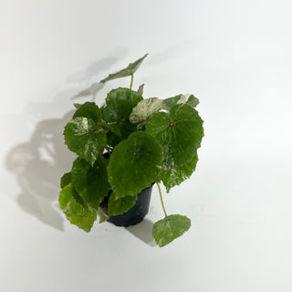 Begonia conchifolia var. rubrimacula variegata [#2020]