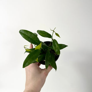 Hoya megalantha [#2021]