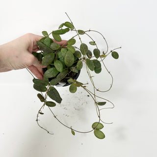 Hoya sp. GPS-7240 [#2386]