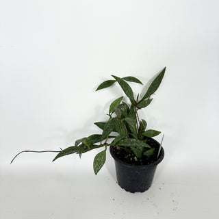 Hoya parviflora (splash) [#2168]