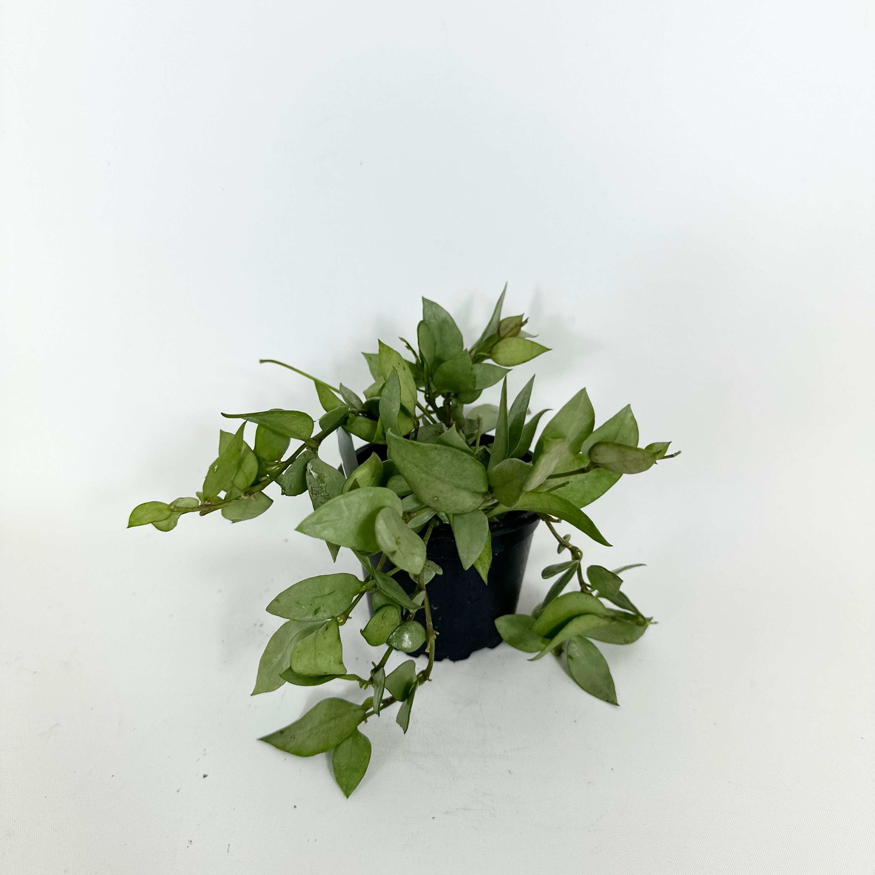 Z-5206 - Hoya lacunosa Orange Skin – Steve's Leaves