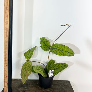 Hoya meredithii [#2178]