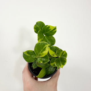 Hoya obscura (outer variegated) [#1792]