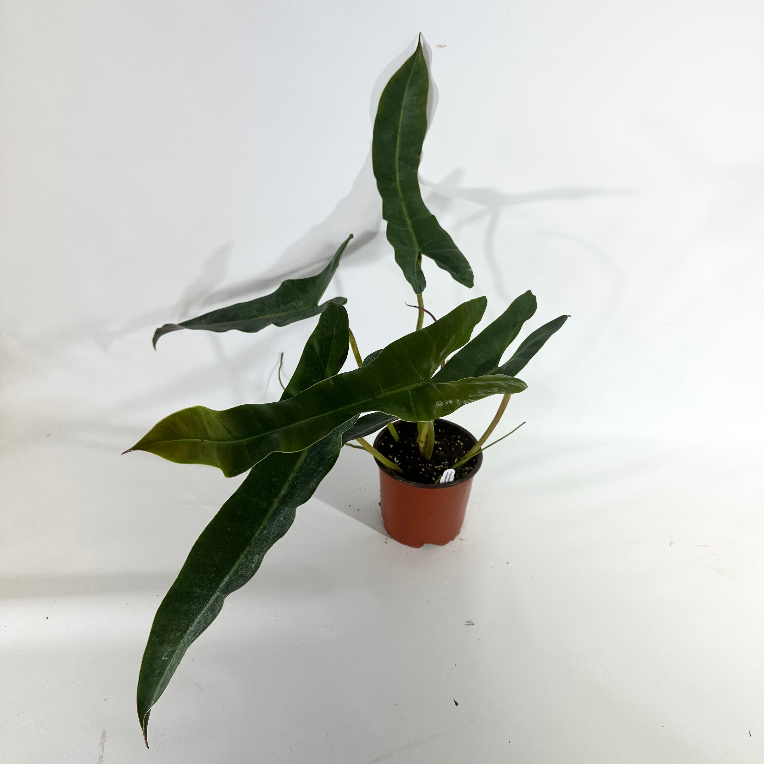 philodendron atabapoense large Philodendron atabapoense