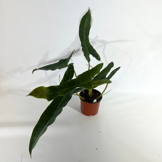 Philodendron atabapoense - 5.5" Pot