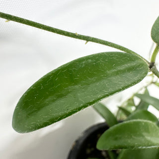 Hoya yuennanensis [#1984]