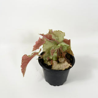 Begonia 'Madhatter' [#1687]