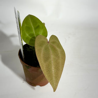 Anthurium forgetii/'Ace of Spades' x 'Arnold Schwarzenegger' - 2 Seedlings [#1897]