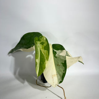 Syngonium chiapense variegated [#1953]