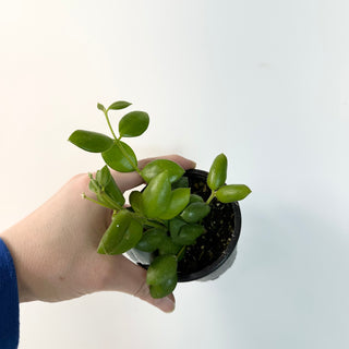 Hoya aeschynanthoides [#1662]