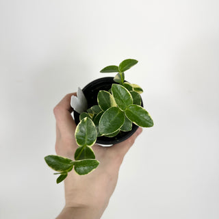 Hoya cumingiana albo-marginata [#2303]