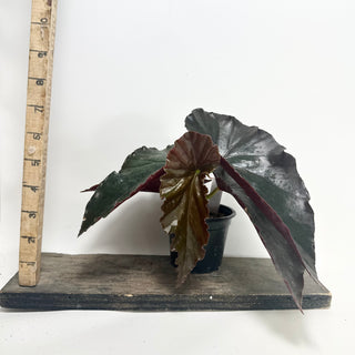 Begonia 'Monarch' [#1925]