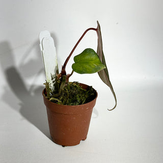 Anthurium 'Amelia's Delight' x 'Arnold Schwarzenegger' - Seedling [#1983]