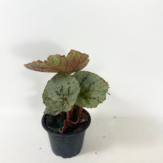 Begonia 'Steve's Leaves Saxon's Dream' [#1927]