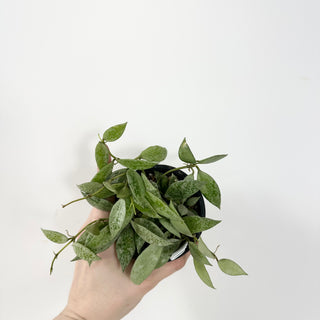 Hoya lacunosa 'Leopard Skin' [#1721]