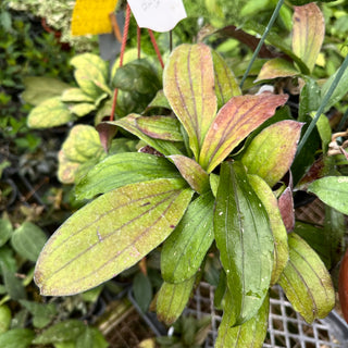 Hoya erythrina