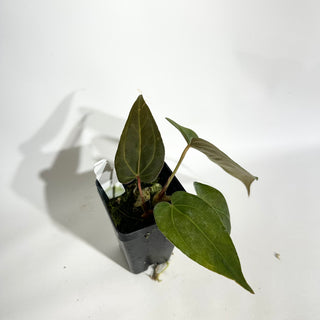 Anthurium 'Doc Block Lineage' x NSE Portillae [#1986]