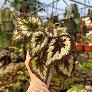 Begonia 'Helen Lewis'