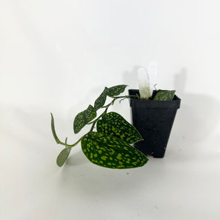 Z-4747 - Scindapsus pictus "Green Form" (Hassk)