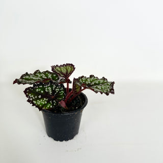 Begonia 'Fairytale' [#2160]