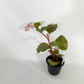 Begonia cucullata (variegated) [#1507]