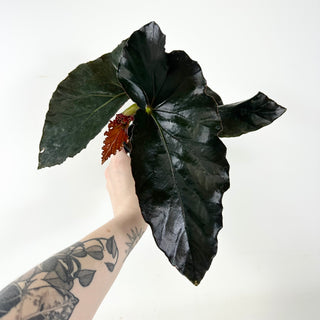Begonia 'Monarch' [#1914]