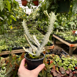 Euphorbia lactea "White Ghost"