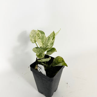 Z-5314 - Scindapsus pictus ‘Mangurai’ variegated