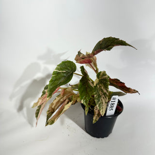 Begonia 'Ginny Galaxy' [#1885]