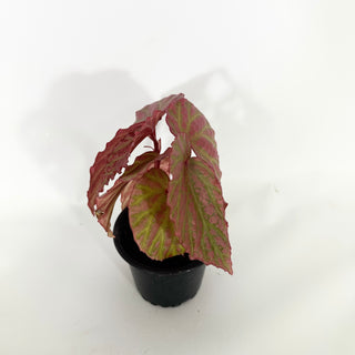 Z-4753 - Begonia "Crazy Pink" **NEW Release**