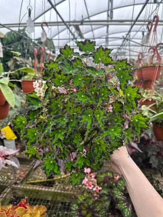 Begonia 'Steve's Leaves Donnie Brown'