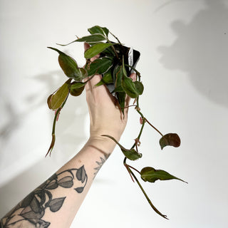 Z-4989 - Philodendron hederaceum ‘Micans Halo’