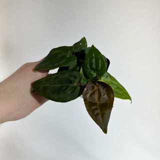 Anthurium ('Zara'/'Michelle')/luxurians x Indo portillae [#1904]