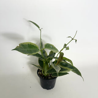 Hoya archboldiana (outer variegated) [#1999]