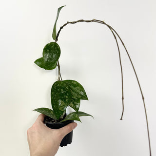 Hoya verticillata ksb silver [#2116]