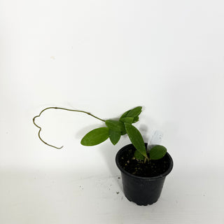 Hoya sp. Phu Yen (splash) [#2276]