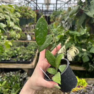Hoya sp. Lai Chau (long leaf, splash)
